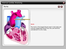 Cardiac Anatomy