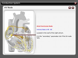 Cardiac Conduction System